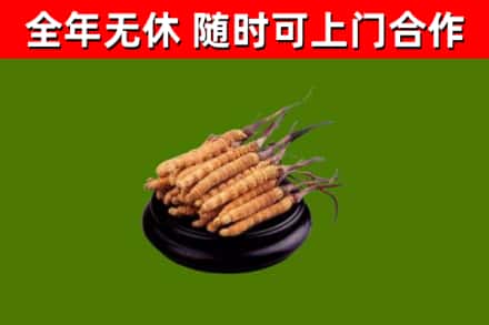 连山回收冬虫夏草